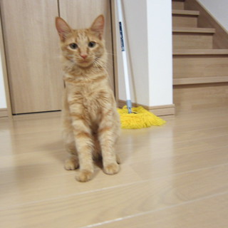 やさしい方宜しくお願いします。