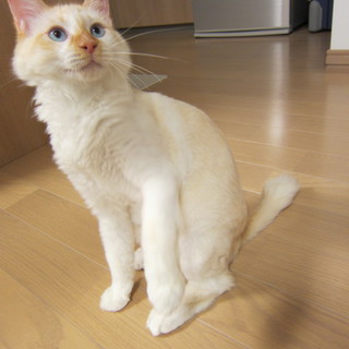 里親募集中です。