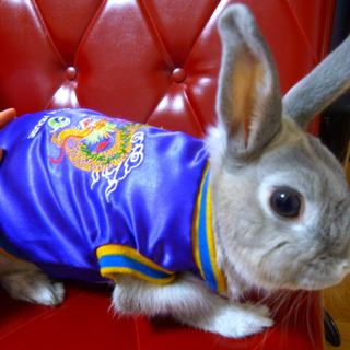 うさぎの里親募集