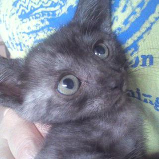 里親決定しました！！ありがとうございました。