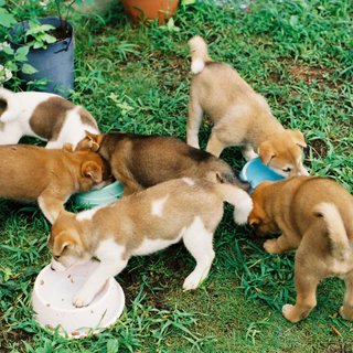 ６月２８日生れの６匹兄弟のMIXです