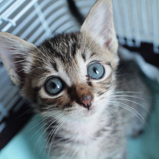 たぶん6月生まれ