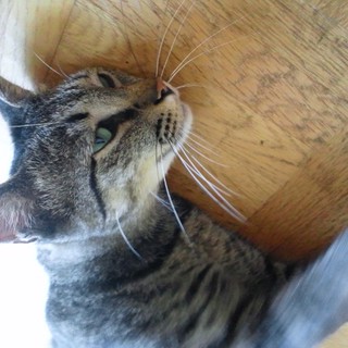 至急！里親募集です