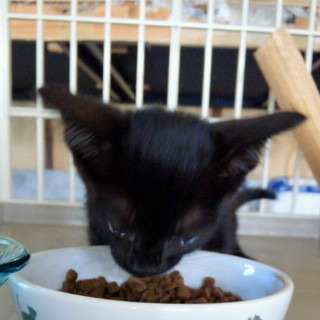 ももちゃんです