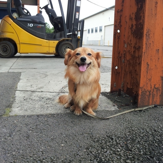 人が大好きなチワックスです！