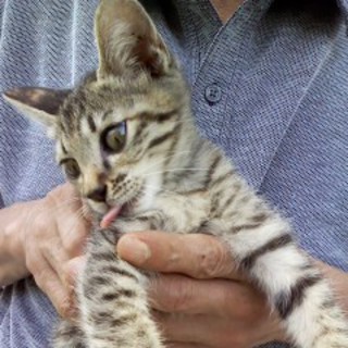 健康で人なつこい女の子です♪