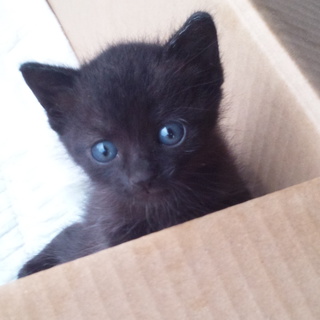 里親募集中です