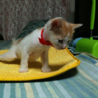 子猫の里親募集中！