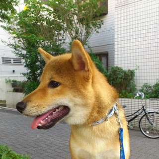 柴 とってもイケメン　7ヶ月♂ 里親募集します