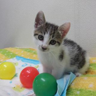 可愛いサバ白♂