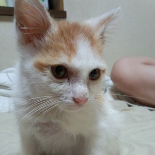 一生可愛がってくださる方お願いします