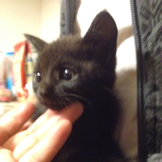 黒猫　兄妹　生後１ヶ月