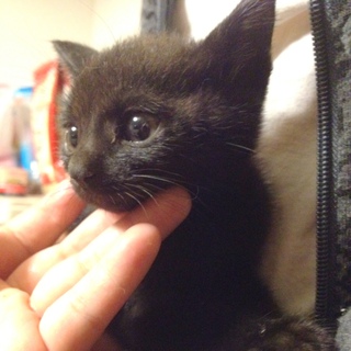 黒猫　兄妹　生後１ヶ月