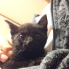 黒猫　兄妹　生後１ヶ月 サムネイル2
