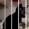 黒猫　兄妹　生後１ヶ月 サムネイル4