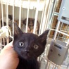 黒猫　兄妹　生後１ヶ月 サムネイル5