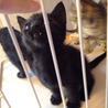 黒猫　兄妹　生後１ヶ月 サムネイル7