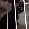 黒猫　兄妹　生後１ヶ月 サムネイル6