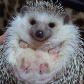 有難う御座いました