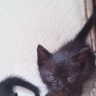 里親募集中です