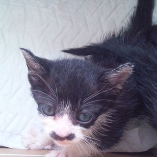 里親募集中です