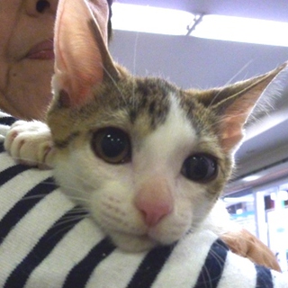 【岡山】子猫　キジ白　オス♂