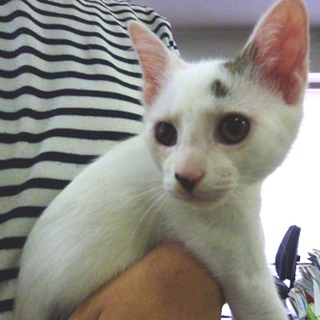 【岡山】白黒ブチ　オス♂　子猫