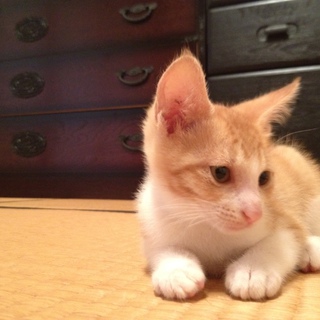 茶＋白のトラ　里親募集中