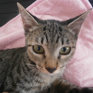 レディは、キジ猫です