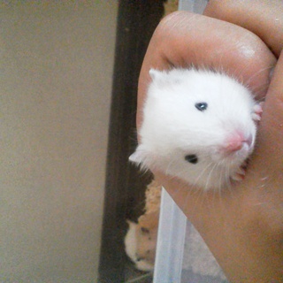 ハムスター