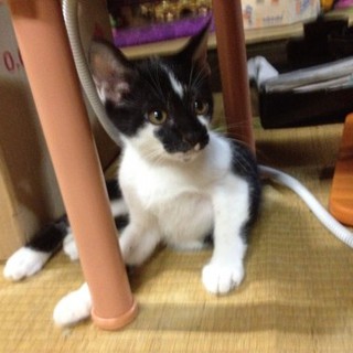 牛みたいなかわいい子猫です