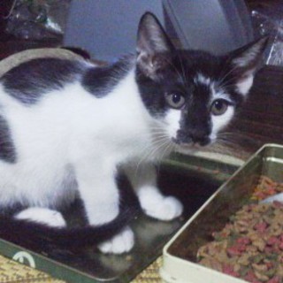 牛みたいなかわいいオスの子猫です