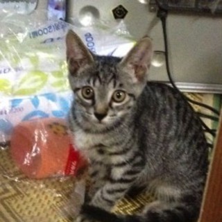 黒のオスの虎猫です