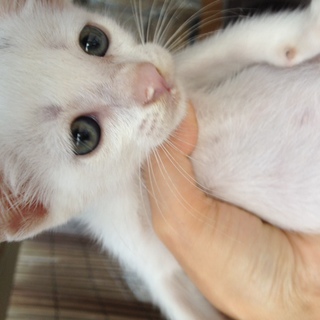 子猫の里親みつかりました。