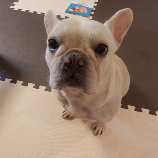 　人大好きなクリームのフレンチブルドックです。