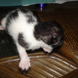 産まれたてです