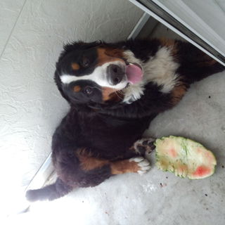 １歳８ヵ月のオスです