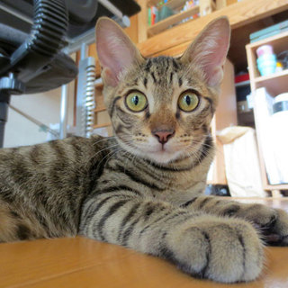 甘えん坊なキジネコを宜しくお願いします