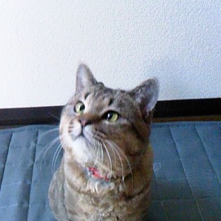 犬みたいに人懐っこいキジトラです