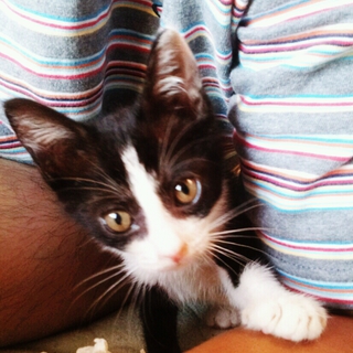 子猫の里親を募集しています