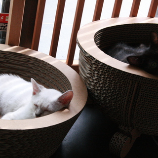 洋風な感じが素敵な子猫です