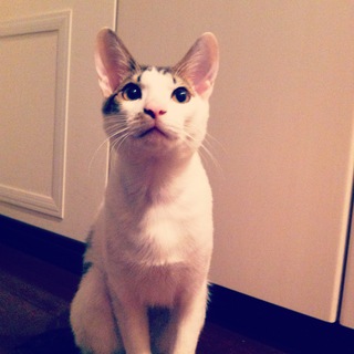 人が大好きな甘えん坊です！