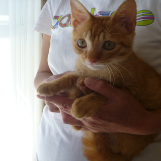 人間大好きです