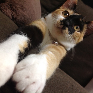 三毛猫　埼玉（西東京より）