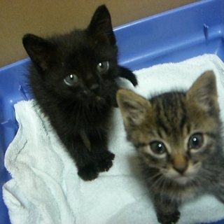 2匹、子猫の里親募集