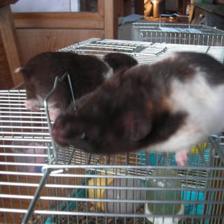 ゴールデントリコロール