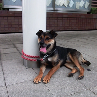 保健所からの保護犬です！