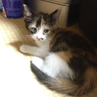 里親募集中です！