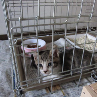 キジシロ・男の子