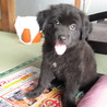 子犬　里親募集 サムネイル3